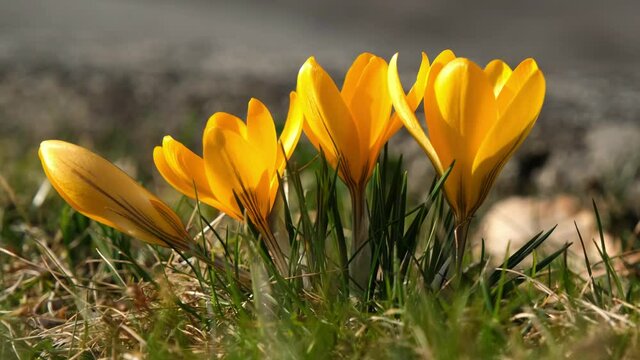 Close up of yellow crocus growing on the ground