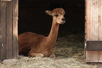 young alpaca sitting in a barn on hay