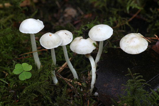 Inocybe geophylla, commonly known as the earthy inocybe, common white inocybe or white fibercap, wild mushroom from Finland