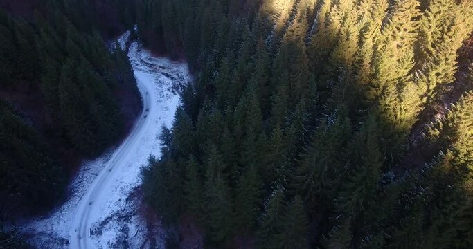 Frozen road in the green forest