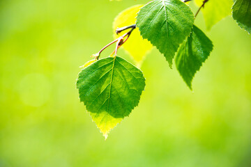 Bright green leaves of birch tree, sunny spring landscape, natural background