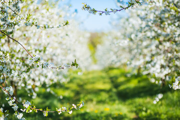 Attractive ornamental garden with blooming lush trees in idyllic sunny day.