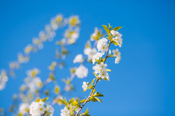 Perfect ornamental garden with blooming lush trees on a sunny day.