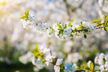 Perfect ornamental garden with blooming lush trees on a sunny day.