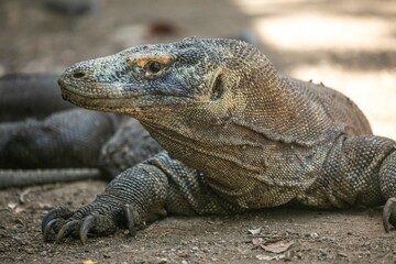 Fototapeta premium Komodo Dragon wnadering freely in Komodo National Park of East Indonesia.