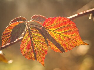 Obraz premium autumn leaves in the sun