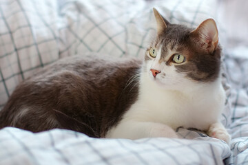 A beautiful gray cat with big eyes lies on a blanket during the day and looks carefully away. A blank for advertising products or pet food with space for copying