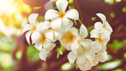 Soft focus Tropical flowers frangipani (Plumeria) . Beautiful white Plumeria rubra flower in summer...