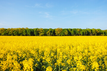 Obraz premium Yellow canola field in sunlight. Location rural place of Ukraine, Europe.