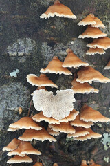 Plicatura crispa, commonly known as crimbed gill, wild fungus from Finland