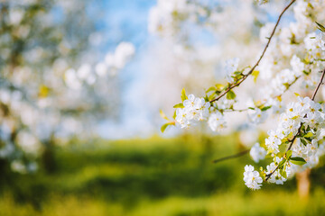 Perfect ornamental garden with blooming lush trees on a sunny day.