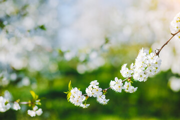 Perfect ornamental garden with blooming lush trees on a sunny day.