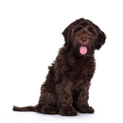 Adorable dark brown Cobberdog aka Labradoodle pup, sitting side ways with tongue out. Looking towards camera. Isolated on white background.