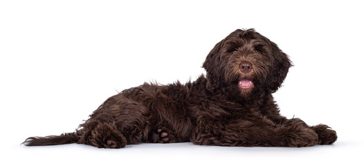 Adorable dark brown Cobberdog aka Labradoodle pup, laying down side ways with mouth open. Looking...