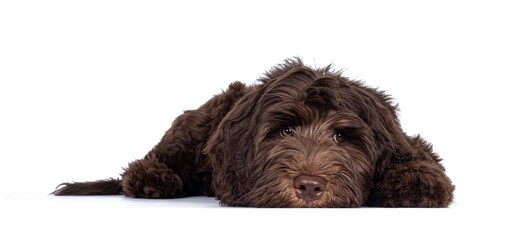 Adorable dark brown Cobberdog aka Labradoodle pup, laying down facing front head completely down....