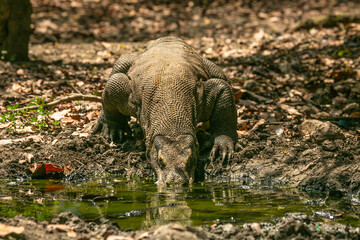 Komodo Dragon wnadering freely in Komodo National Park of East Indonesia.