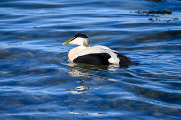 Eiderente Erpel, männliches Tier
