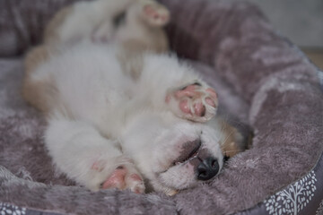Pembroke Welsh Corgi puppy sleeping in a basket