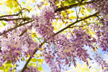 Wisteria or glicinia flowers, springtime beautiful bloom