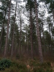 trees in the forest