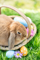 Beautiful easter card with easter bunny sitting in nature on the easter nest with Easter eggs.postcard, background.