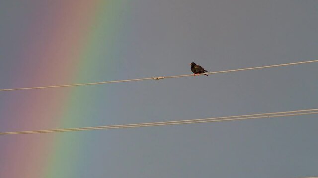 A bird sitting on electric wires in the rain and stormy wind with a rainbow on background sky.