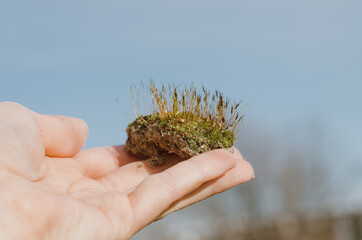 Hand holding a small piece of earth with small grass sprouting. Concepts: new growth, spring arrival, revival