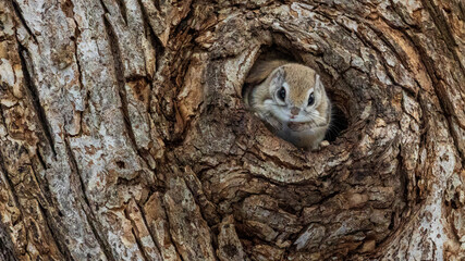 巣穴から顔を出すモモンガ