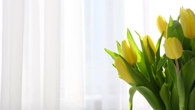 yellow tulips on white table, spring season. Bright morning sun in the open window through the curtains. Abstract white waving curtain in white bedroom apartment.