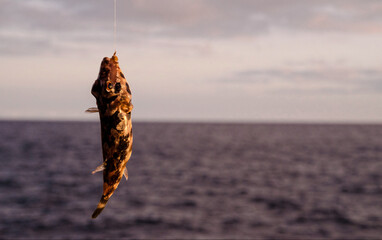 One Sea Fish Hooked