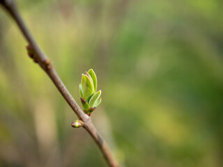 bourgeons