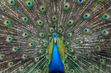 Obraz premium animal, background, beak, beautiful, beauty, bird, blue, bright, color, colorful, feather, feathers, green, head, male, nature, pattern, peacock, peafowl, plumage, tail, tropical, vibrant, wild, wildl