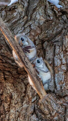 Obraz premium エゾモモンガ ２匹並ぶ