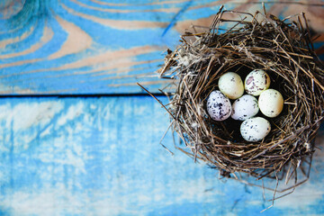 A bird's nest with quail eggs inside on a worn blue wooden background. flat layout with space for text - obrazy, fototapety, plakaty