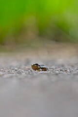 Frog sitting on a path