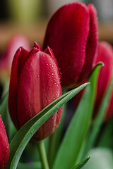 Red tulips in a vase close up