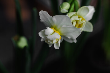 Obraz na płótnie Canvas White daffodils in a vase close up