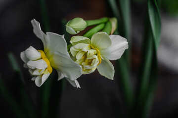 Fototapeta na wymiar White daffodils in a vase close up