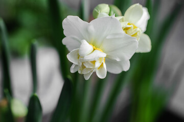 White daffodils in a vase close up