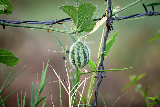 Prickly paddy melon (Cucumis myriocarpus) fruit and its vine