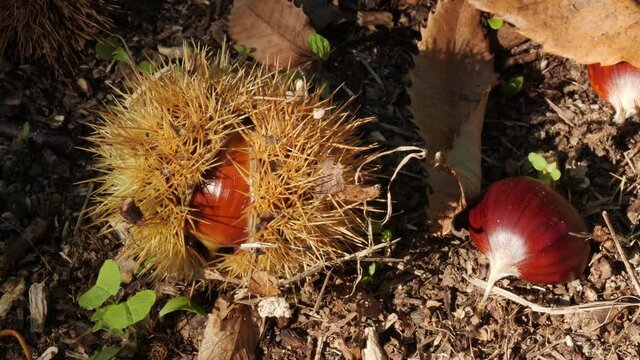Chestnut Fruits Inside and Outside Hedgehog with Leaves on the ground Staedy Shot Changing Light in autumn before harvest