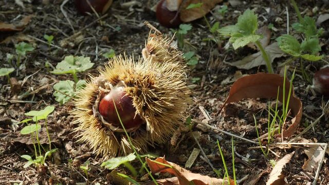 Chestnut Fruits in Hedgehog with Leaves on the ground Changing Light in autumn before harvest