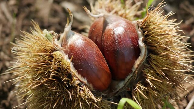 Chestnut Fruits in Hedgehog with Leaves on the ground Close Up in autumn before harvest