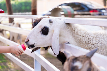 Fototapeta premium The goat behind the white fence was feeding from the milk bottle in the little girl's hand. Children feed the farm animals. Visit the zoo on vacation. In summer or spring.
