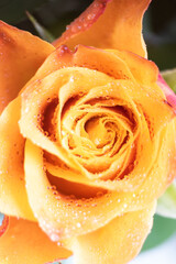 Macro shot of orange rose flower head.