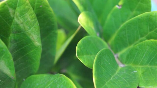 close up texture of greenish leaf leaves