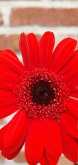 red gerber daisy close up.