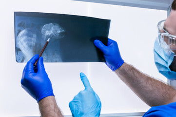 Male doctor and a female nurse stand near a negatoscope and examine an X-ray of a wounded animal....