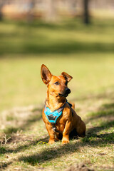 Adorable clever brown small terrier mixed breed dog portrait with one bend ear. Outdoor dog school concept.