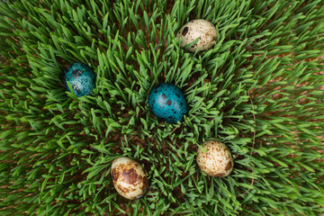 Easter Egg Hunt. Easter holiday. Looking for Easter eggs in the grass. several painted Easter eggs lie in the spring grass. Spring holiday background.